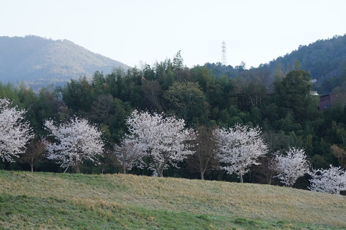 保津川水辺公園_桜_2023　No17