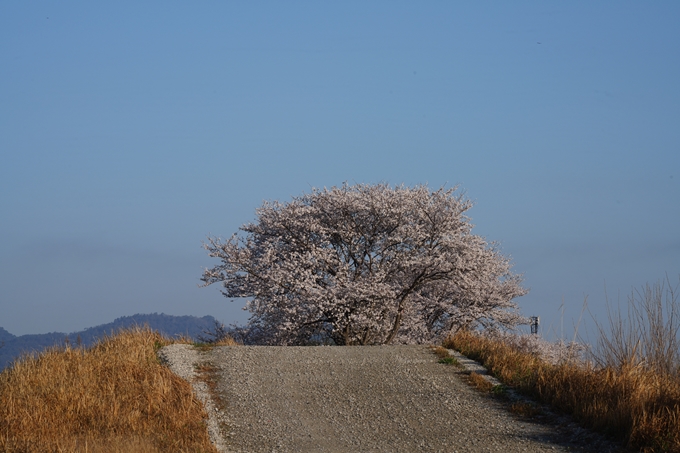 大井外地＿桜_2023　No2