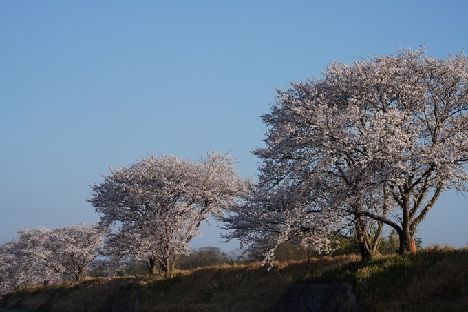 大井外地＿桜_2023　No3