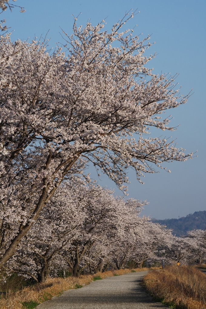 大井外地＿桜_2023　No4