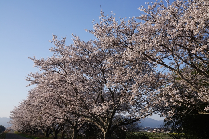 大井外地＿桜_2023　No5