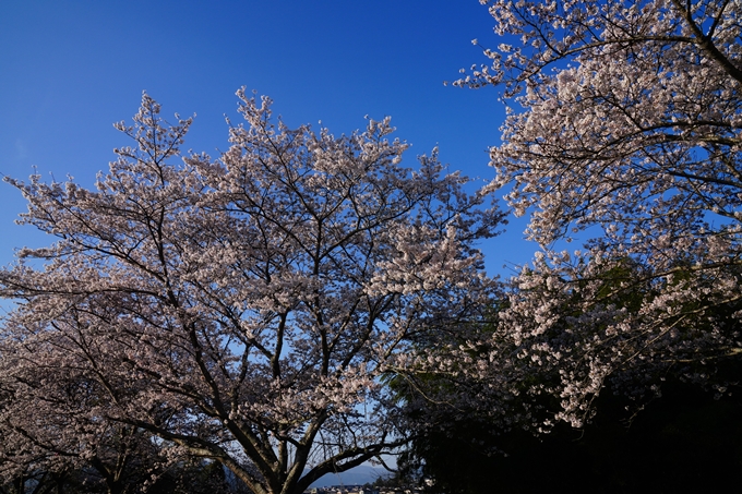 大井外地＿桜_2023　No7