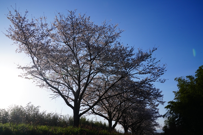 大井外地＿桜_2023　No10