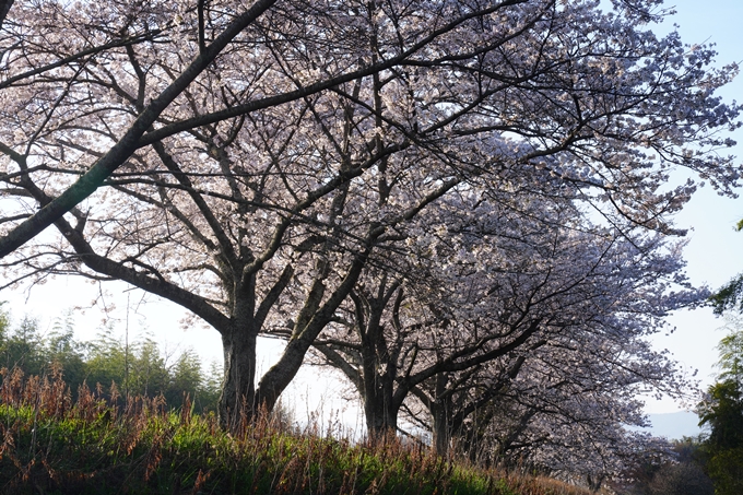 大井外地＿桜_2023　No11