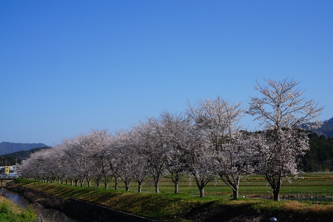 本梅町_桜_2023　No3