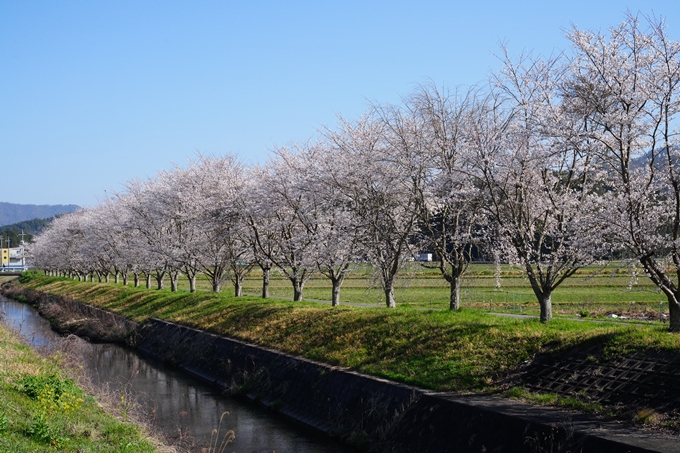 本梅町_桜_2023　No4