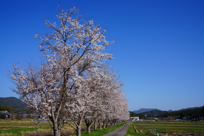 本梅町_桜_2023　No5