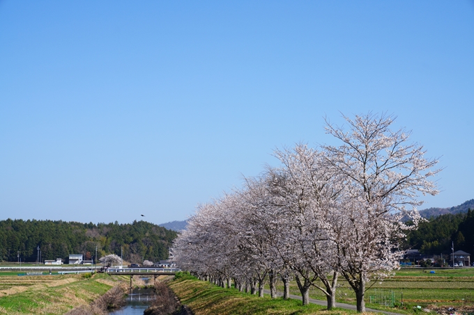 本梅町_桜_2023　No6