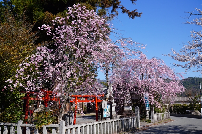 薭田野神社_桜_2023　No2