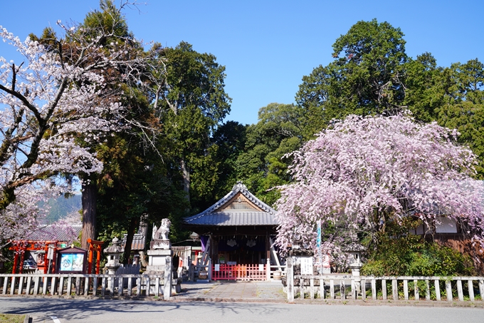 薭田野神社_桜_2023　No3