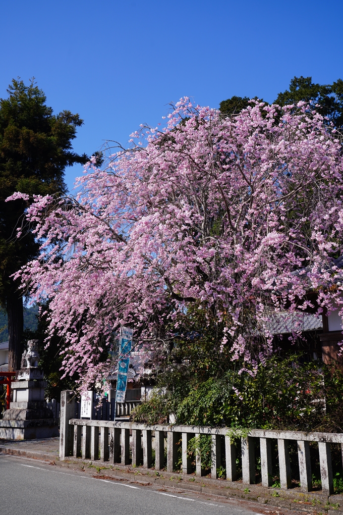 薭田野神社_桜_2023　No4