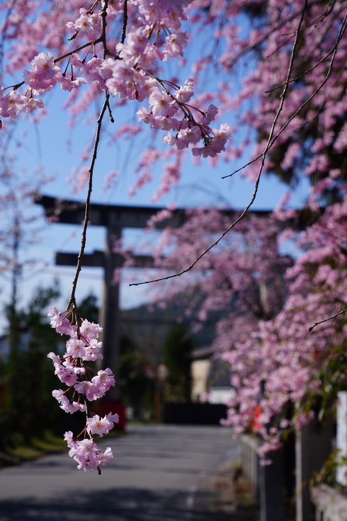 薭田野神社_桜_2023　No5