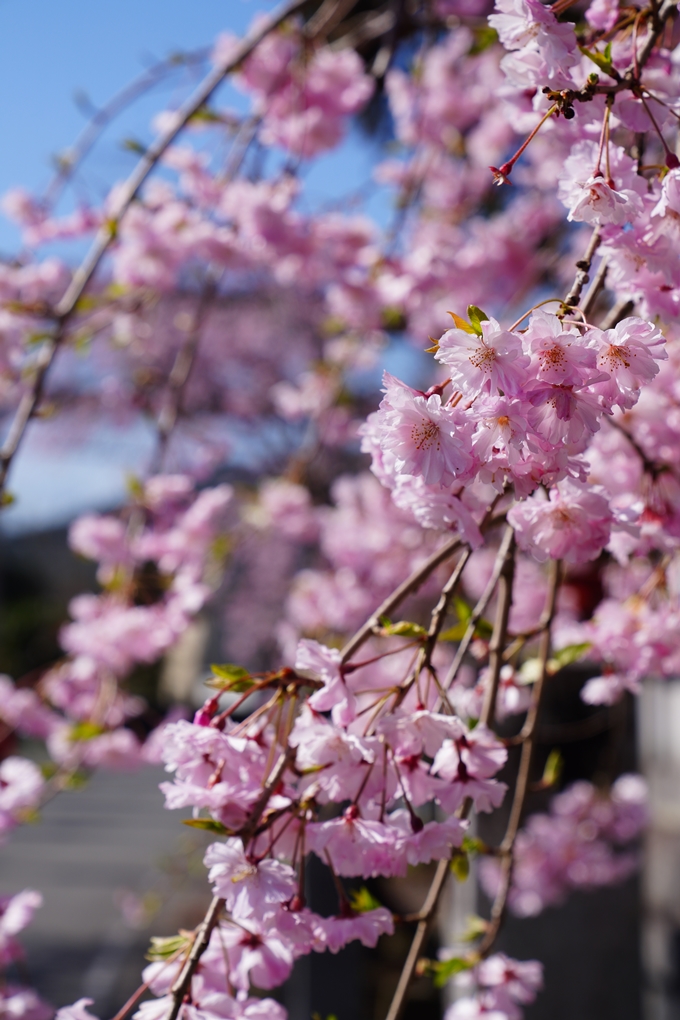 薭田野神社_桜_2023　No6