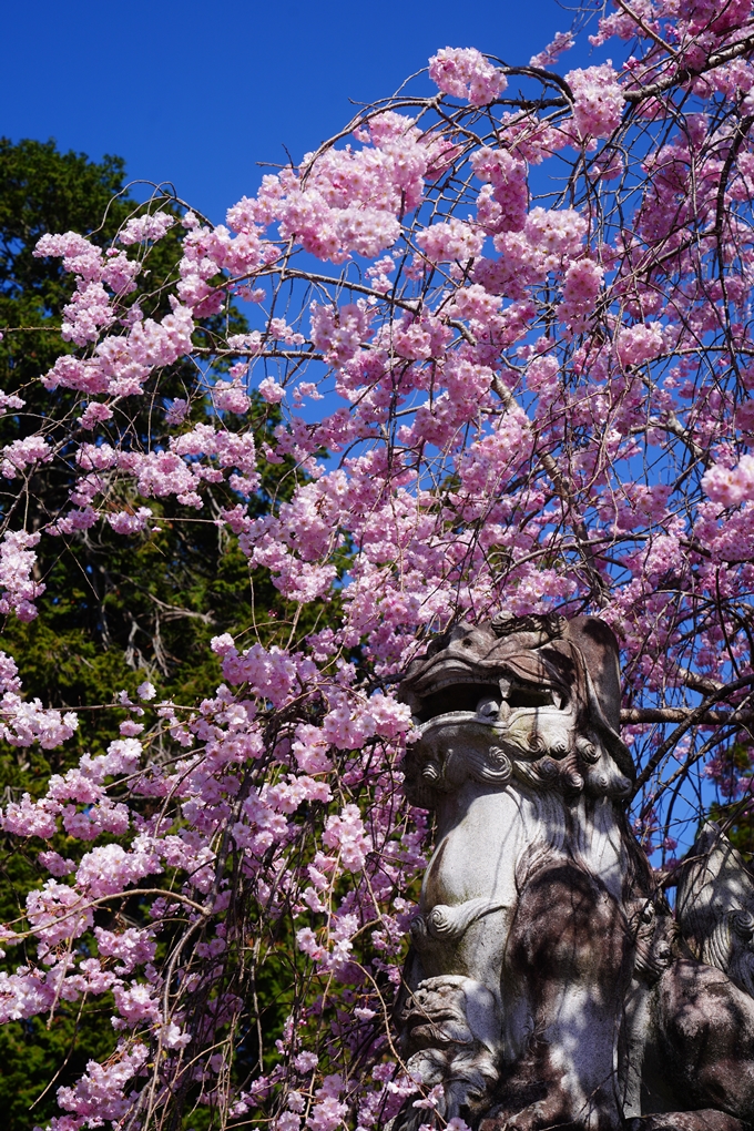 薭田野神社_桜_2023　No7