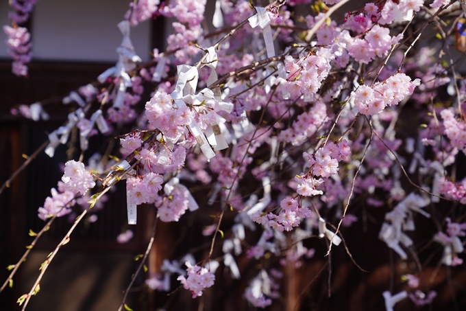 薭田野神社_桜_2023　No8