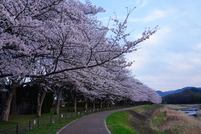 亀岡運動公園_桜ライトアップ_2023　No2