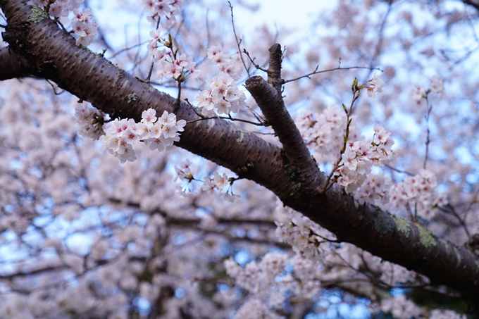 亀岡運動公園_桜ライトアップ_2023　No3