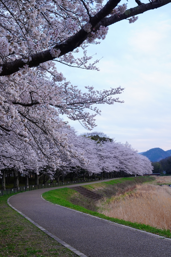 亀岡運動公園_桜ライトアップ_2023　No4