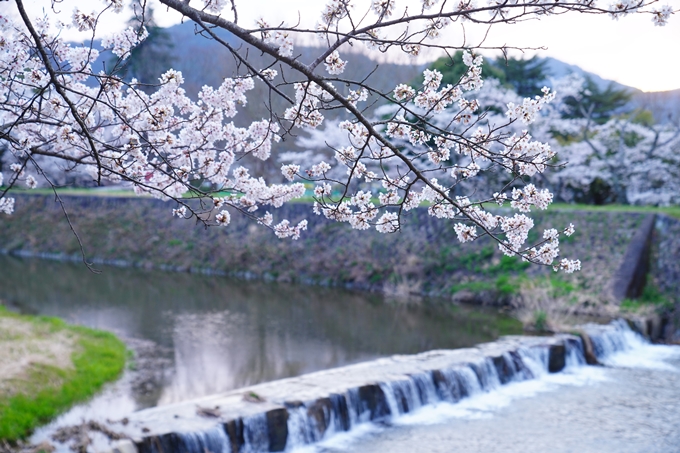 亀岡運動公園_桜ライトアップ_2023　No6