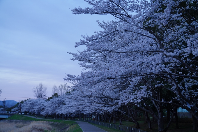 亀岡運動公園_桜ライトアップ_2023　No8