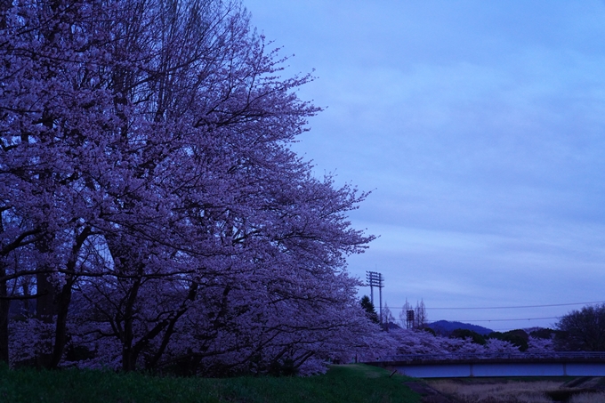 亀岡運動公園_桜ライトアップ_2023　No10