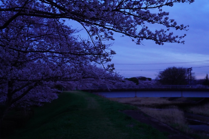 亀岡運動公園_桜ライトアップ_2023　No11