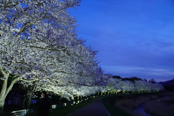 亀岡運動公園_桜ライトアップ_2023　No12