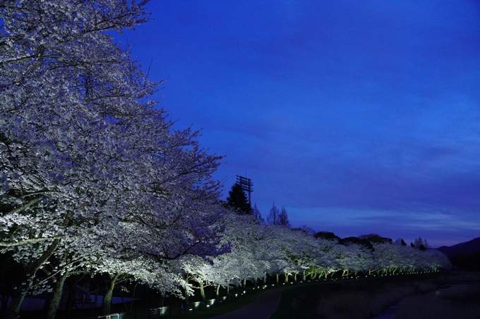 亀岡運動公園_桜ライトアップ_2023　No13