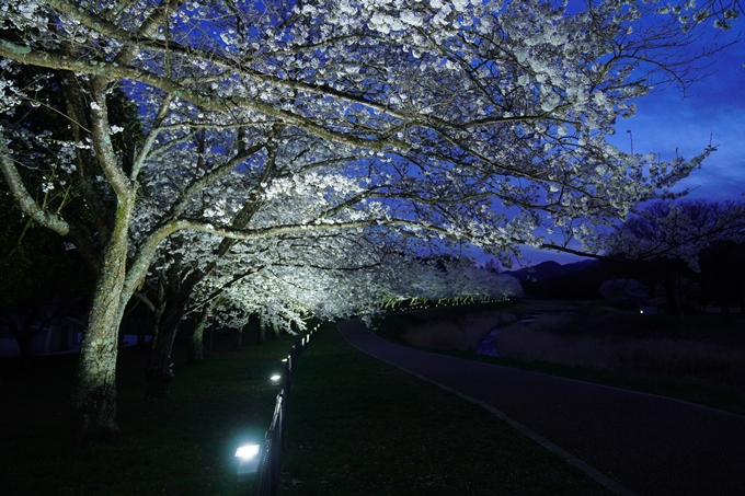 亀岡運動公園_桜ライトアップ_2023　No14