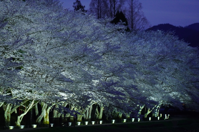 亀岡運動公園_桜ライトアップ_2023　No16