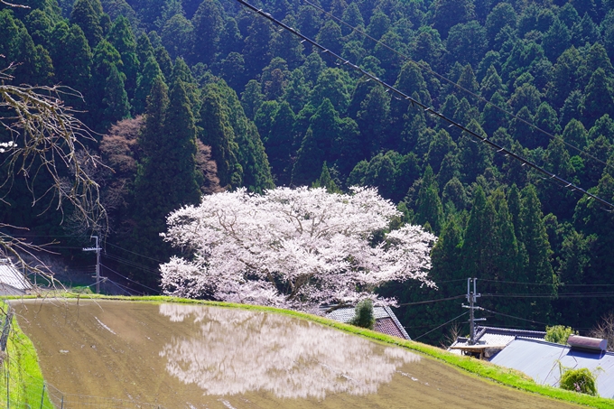 番外編_奈良_諸木野の桜　No2