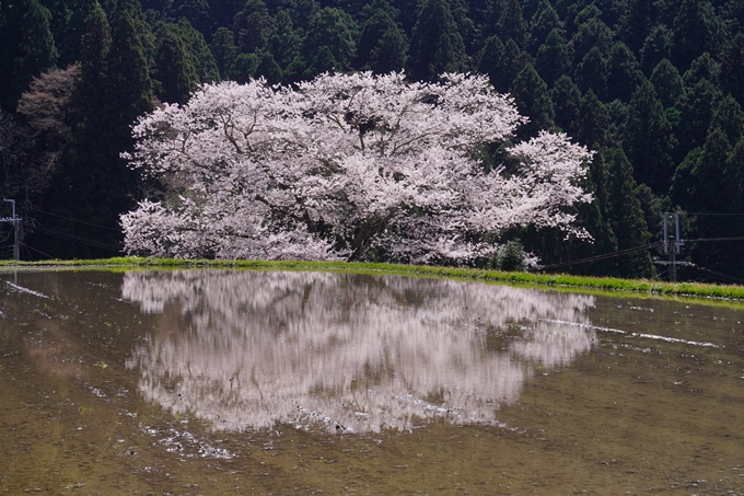 番外編_奈良_諸木野の桜　No6