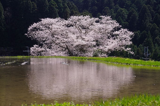 番外編_奈良_諸木野の桜　No8