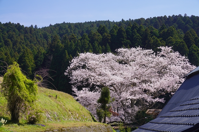 番外編_奈良_諸木野の桜　No8