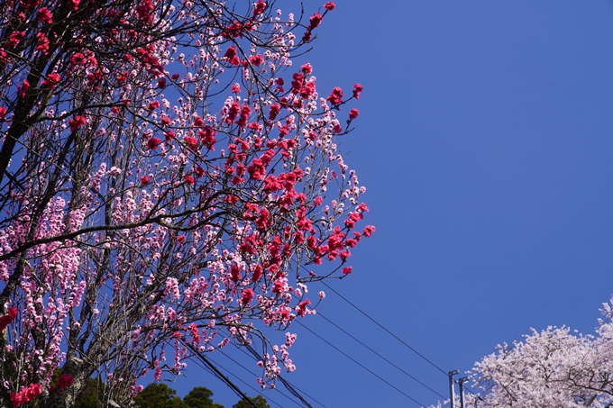 番外編_奈良_諸木野の桜　No10