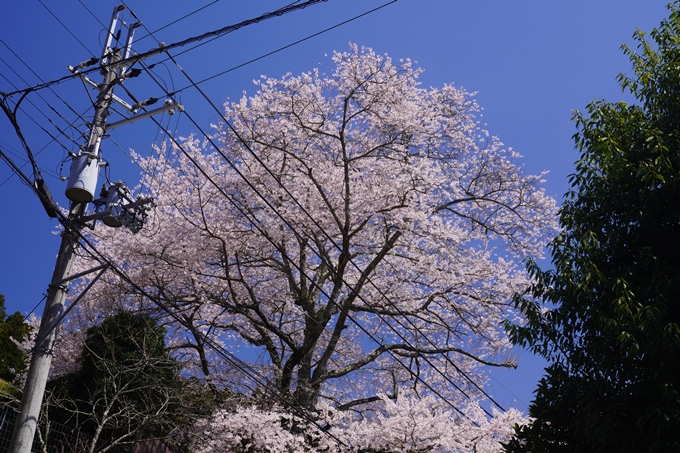 番外編_奈良_諸木野の桜　No11