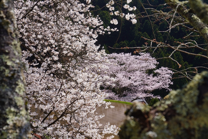 番外編_奈良_諸木野の桜　No13