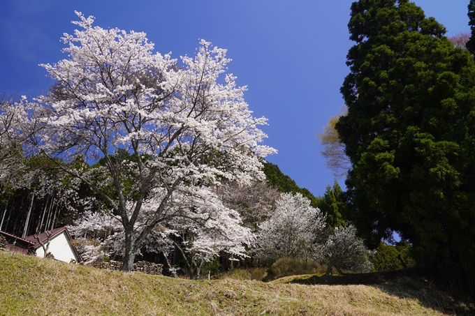 番外編_奈良_諸木野の桜　No14