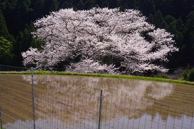 番外編_奈良_諸木野の桜　No15