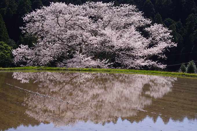 番外編_奈良_諸木野の桜　No16