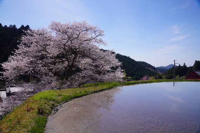 番外編_奈良_諸木野の桜　No17