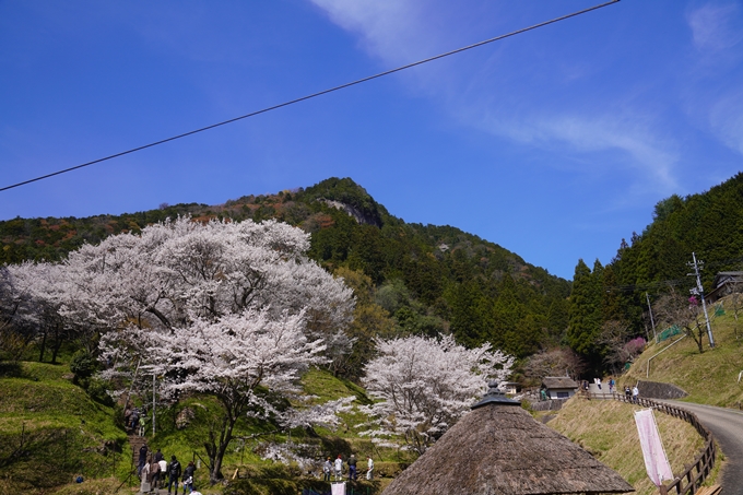 番外編_奈良_佛隆寺の千年桜　No3