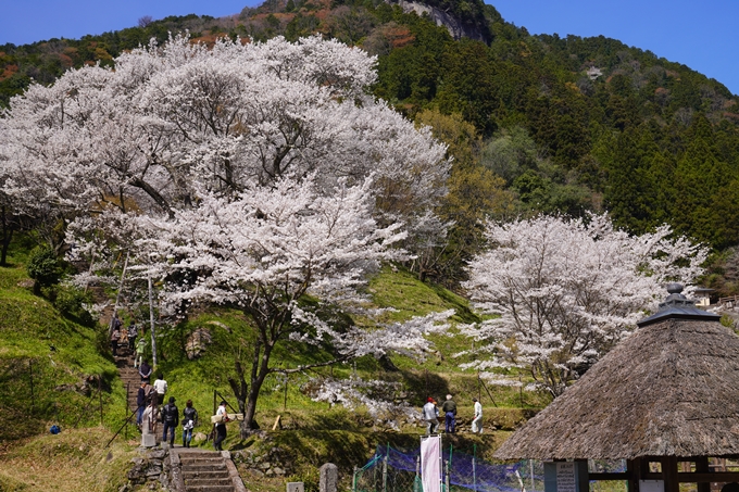 番外編_奈良_佛隆寺の千年桜　No4