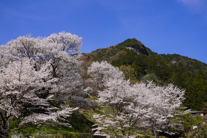 番外編_奈良_佛隆寺の千年桜　No5