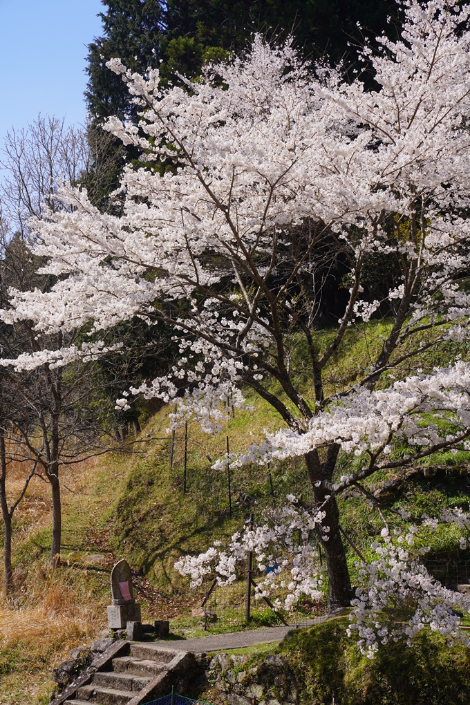 番外編_奈良_佛隆寺の千年桜　No6