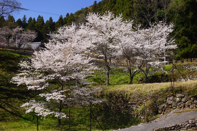 番外編_奈良_佛隆寺の千年桜　No8