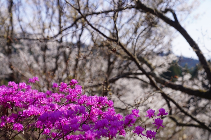 番外編_奈良_佛隆寺の千年桜　No9