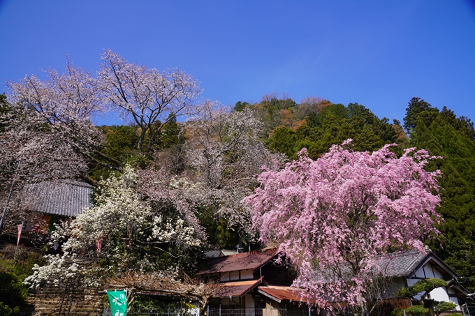 番外編_奈良_佛隆寺の千年桜　No12