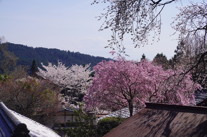 番外編_奈良_佛隆寺の千年桜　No17