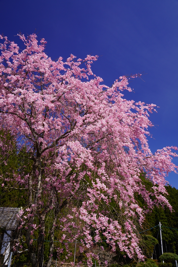 番外編_奈良_佛隆寺の千年桜　No18